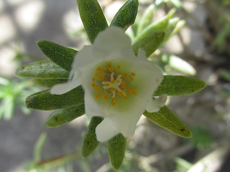 File:Starr-170208-6797-Portulaca villosa-flower leaves-Maui Nui Botanical Garden Kahului-Maui (32997773380).jpg