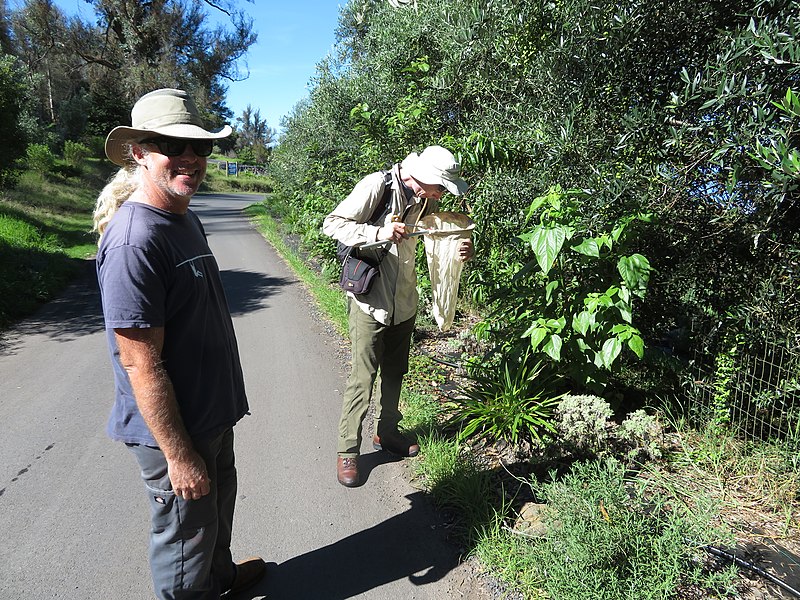 File:Starr-180919-5511-Pipturus albidus-all green variety with Joe and Forest sweeping for insects-Skyline Zipline Crater Rd-Maui (31944963898).jpg