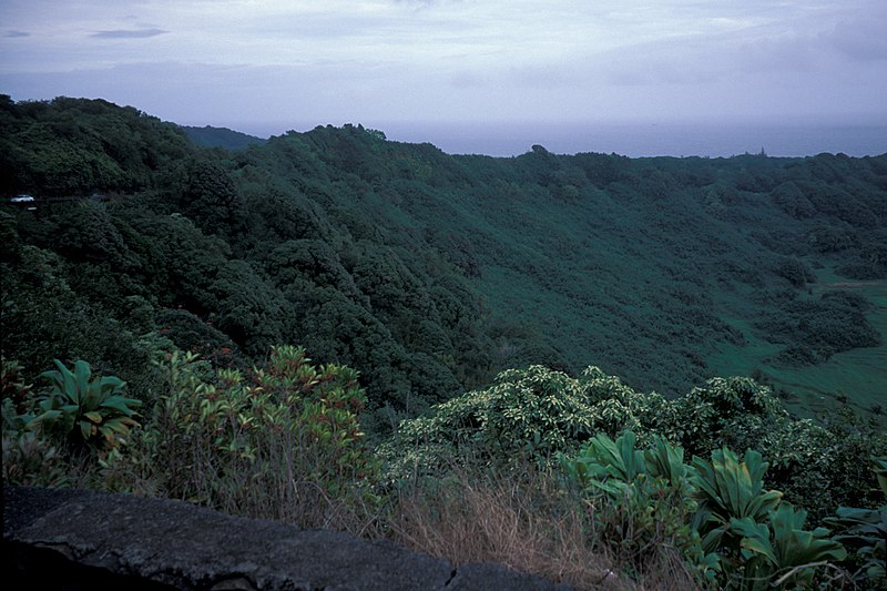 File:Starr-981208-2624-Pueraria montana var lobata-habit-Keanae overlook-Maui (24416224142).jpg