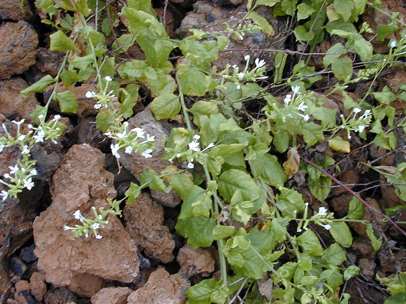 File:Starr 020124-0002 Plumbago zeylanica.jpg