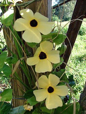 Starr 070111-3094 Thunbergia alata.jpg