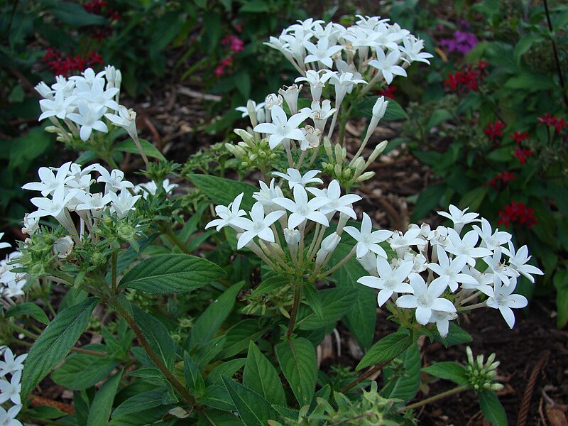 File:Starr 070221-4872 Pentas lanceolata.jpg