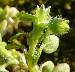 Stellaria apetala plant.jpg