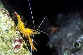 Crevette jaune cavernicole (Stenopus spinosus)