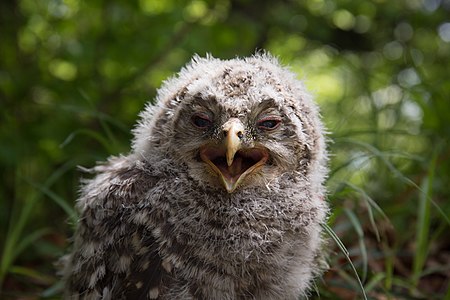 Ural owl nestling