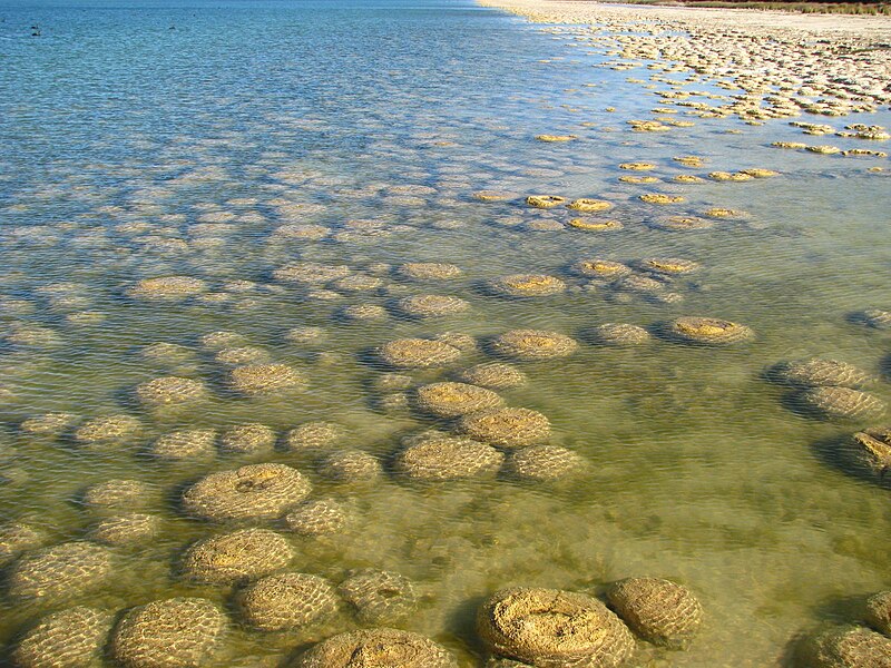 File:StromatolitheAustralie25.jpeg