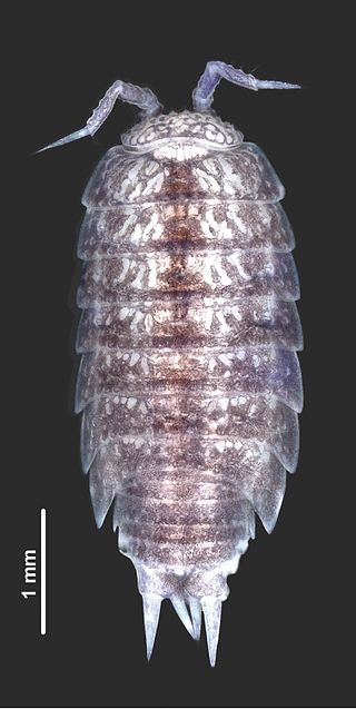 <span class="mw-page-title-main">Styloniscidae</span> Family of woodlice