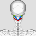 Les muscles du triangle sous-occipital : en vert, le muscle oblique supérieur de la tête, en bleu le muscle grand droit postérieur de la tête et en rouge le muscle oblique inférieur de la tête.