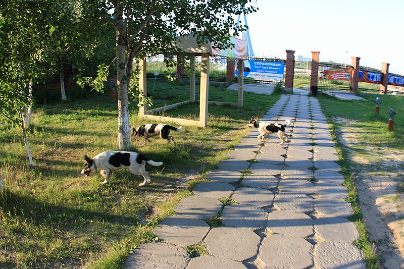 File:Surgut, Khanty-Mansi Autonomous Okrug, Russia - panoramio (27).jpg