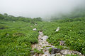 摺鉢窪カールの登山道