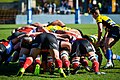 Sydney Stars feed the scrum