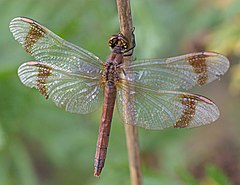 ♀ Sympetrum pedemontanum