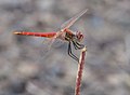 * Nomination Sympetrum fonscolombii. --C messier 14:50, 14 September 2015 (UTC) * Promotion Good quality. --Vengolis 16:55, 14 September 2015 (UTC)