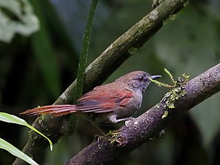 Grey-bellied spinetail Species of bird