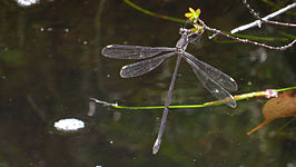 Synlestes weyersii