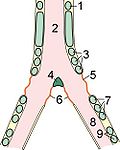 Vignette pour Syrinx (anatomie)