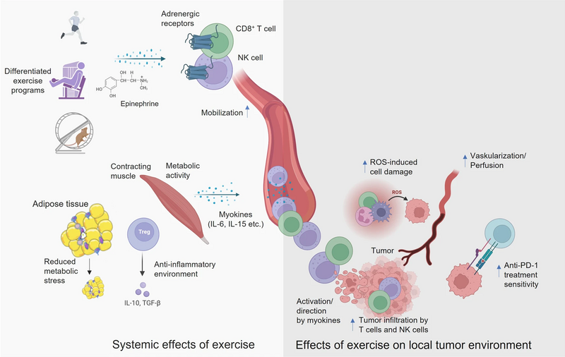 File:Systemic effects physical activity and associated local effects of exercise on the local tumor environment.webp