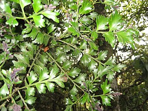 Tānekaha