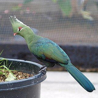 Livingstones turaco Species of bird