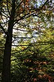 * Nomination: Taxodium distichum in autumn, PAN Botanical Garden in Warsaw. --Crusier 07:02, 30 October 2010 (UTC) * * Review needed