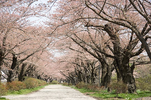 Tenshochi Park in Kitakami City