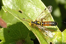 Tenthredopsis nassata