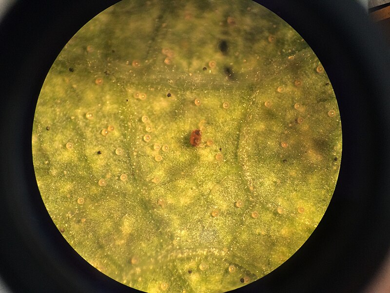 File:Tetranychus urticae on beans leaf.jpg
