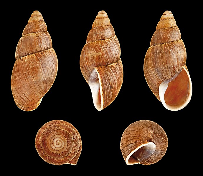 File:Thaumastus alutaceus alutaceus 01.JPG