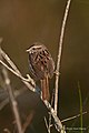 Category:Canaan Valley National Wildlife Refuge - Wikimedia Commons