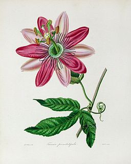 <i>Passiflora pinnatistipula</i> Species of vine