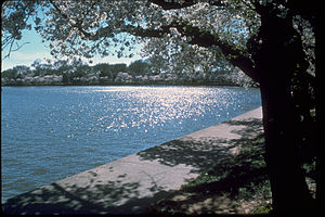 The Tidal Basin TIBA4856.jpg