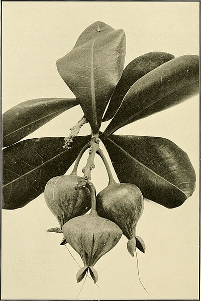 File:The ornamental trees of Hawaii (1917) (14785855563).jpg