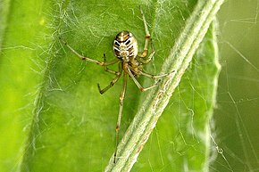 Bildbeschreibung Theridion.sisyphium2 .-. Lindsey.jpg.