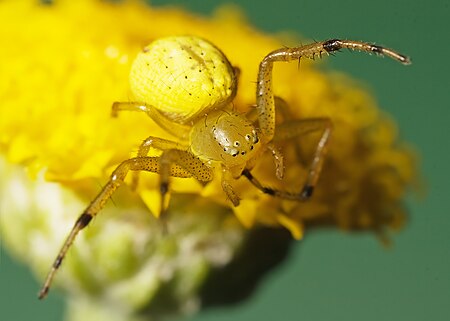 Thomisidae sp.jpg