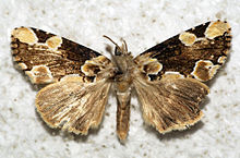 Thyatira mexicana (5468678075) .jpg