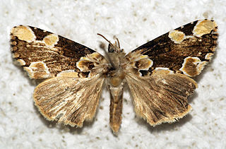 <i>Thyatira mexicana</i> Species of false owlet moth