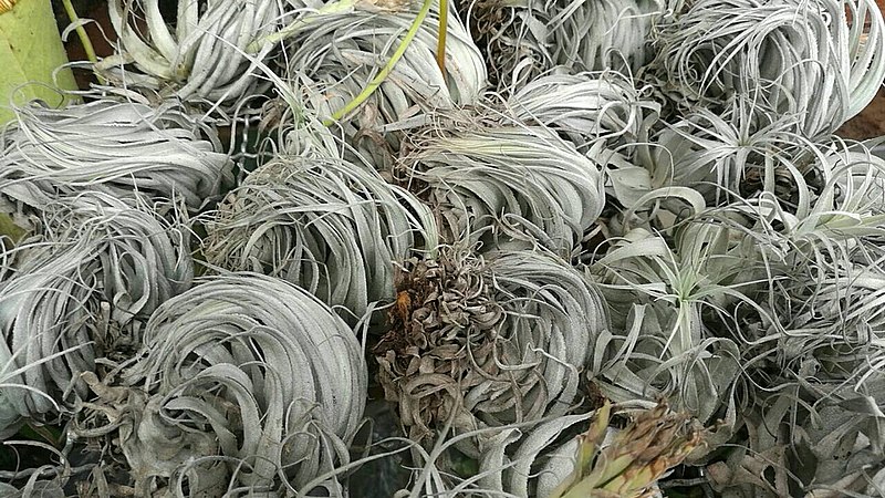 File:Tillandsia regnellii.jpg