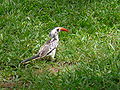 Rotschnabeltoko Red-billed Hornbill