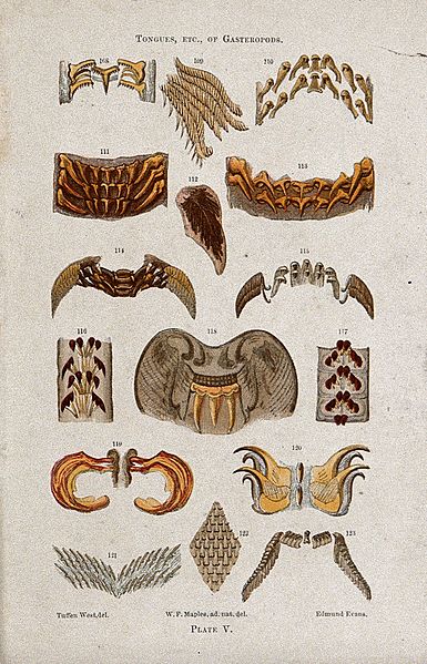 File:Tongues and other microscopic parts of snails. Colour wood e Wellcome V0022784ER.jpg