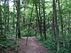 Trail leading into Wilson Mountain Reservation, Dedham MA.jpg