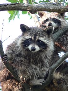 A pair of raccoons in a maple tree Treed Raccoons.jpg