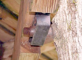 An example of tree growth over time, enveloping an older GL, beam & bracket Treehouse attachment bolts 3.jpg
