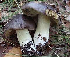 Tricholoma portentosum35.JPG