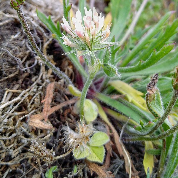 File:Trifolium incarnatum subsp. molinerii, Caerthillian (52356711196).jpg