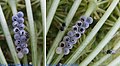 Trissolcus sp emerging from eggs of Graphosoma lineatum, Pentatomidae (Pic1)