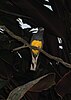 A black-and-orange bird wiht a white tail sits on a branch in a tree with large leaves.