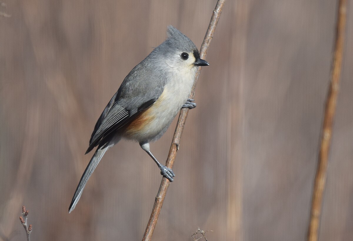 ファイル Tufted Titmouse Jpg Wikipedia