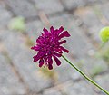 * Nomination Mien Ruys Gardens. Knautia macedonica. 'Margaret Perry'. --Agnes Monkelbaan 15:33, 8 July 2018 (UTC) * Decline  Oppose IMO the centre of the flower is too unsharp. I'm not sure if it's a problem of focus, was it windy? Anyway, you shoot more flowers than I do, so move this to CR if you prefer other opinions. --Basotxerri 16:43, 8 July 2018 (UTC) * CommentThanks for your reviews. Focus checked. Located in the heart of the flower.--Agnes Monkelbaan 17:22, 8 July 2018 (UTC)