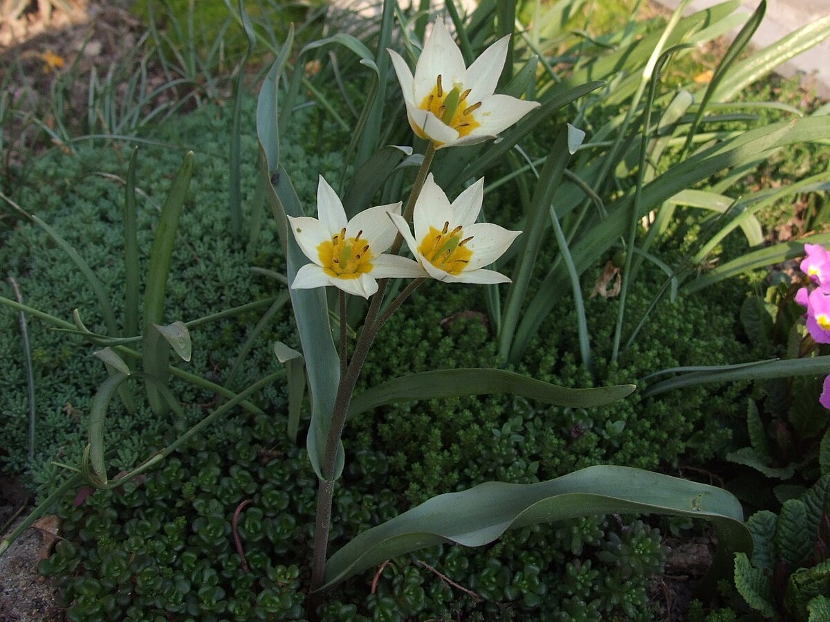 File Tulipa Turkestanica A2 Jpg Wikimedia Commons