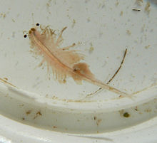Turda salt marsh - brine shrimp.jpg